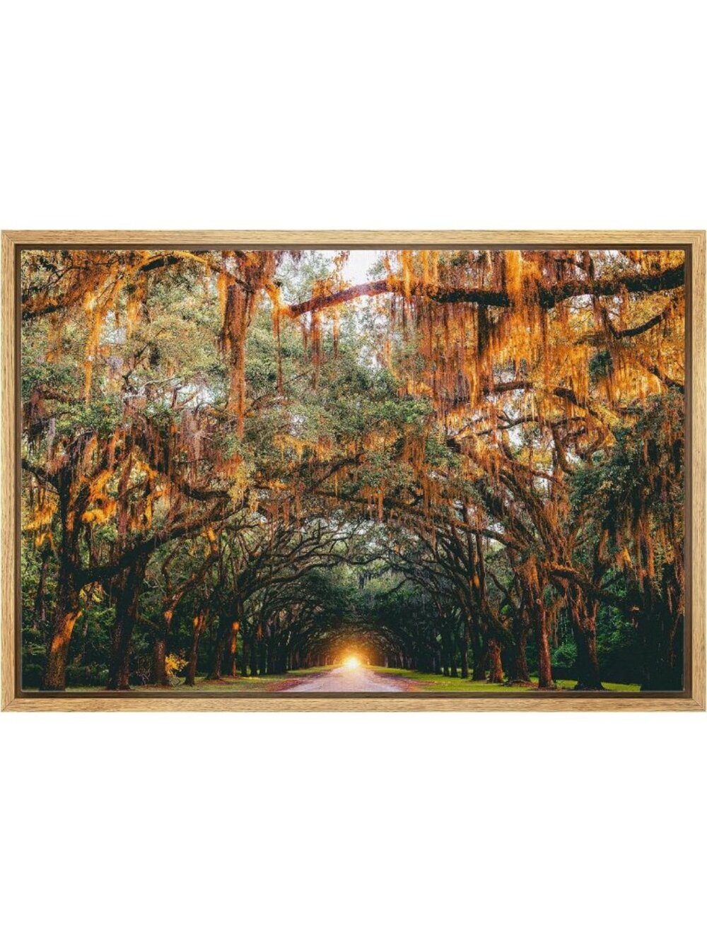 Framed Canvas Print Wall Art - Autumn Tree Canopy Nature Photography 24x36